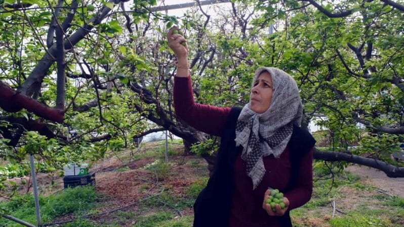 Kilosu 8 bin liradan alıcı buluyor: Mersin’de erkenci hasat başladı